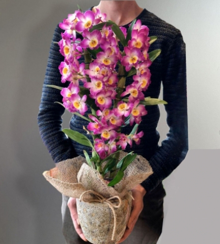 Mor Kokulu Orkide